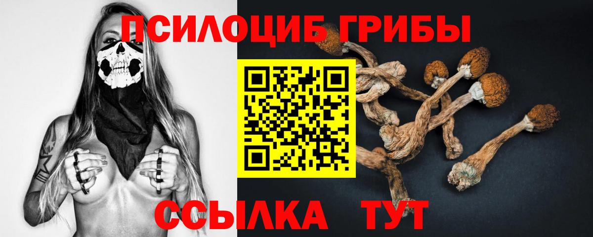 Галлюциногенные грибы Psilocybe Дербент